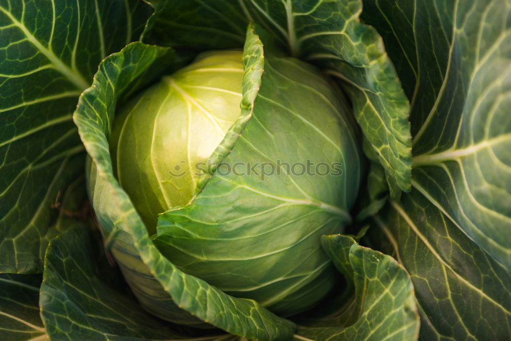 Similar – Image, Stock Photo savoy cabbage Food