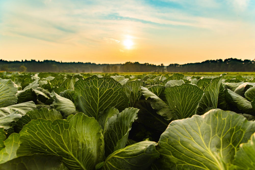 Similar – Image, Stock Photo celery Food Vegetable