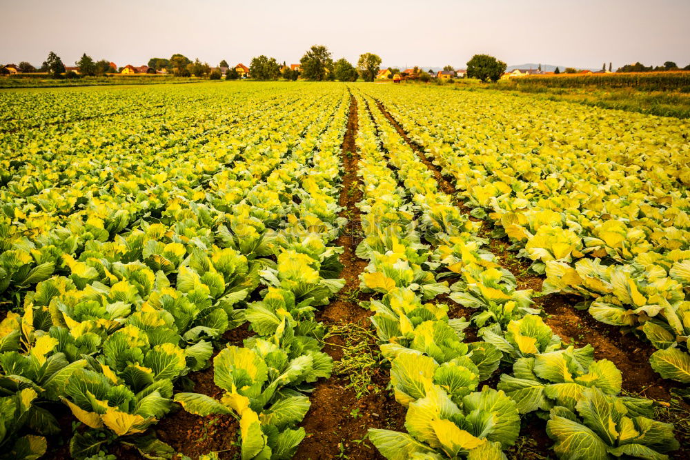 Similar – Image, Stock Photo Leaf spinach fresh from the field ripe for harvesting