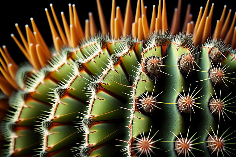 Similar – Foto Bild Kaktus grün stachelig