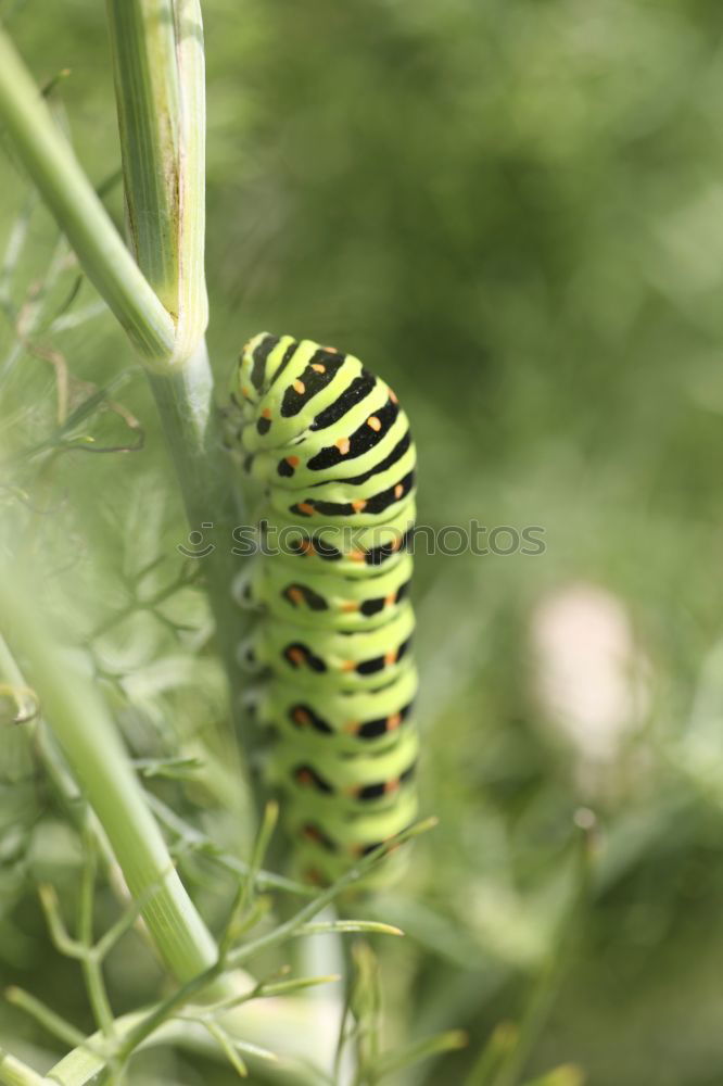 Similar – caterpillar Larva