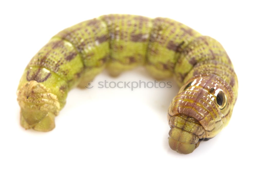 Similar – Image, Stock Photo toad thigh Animal Wood