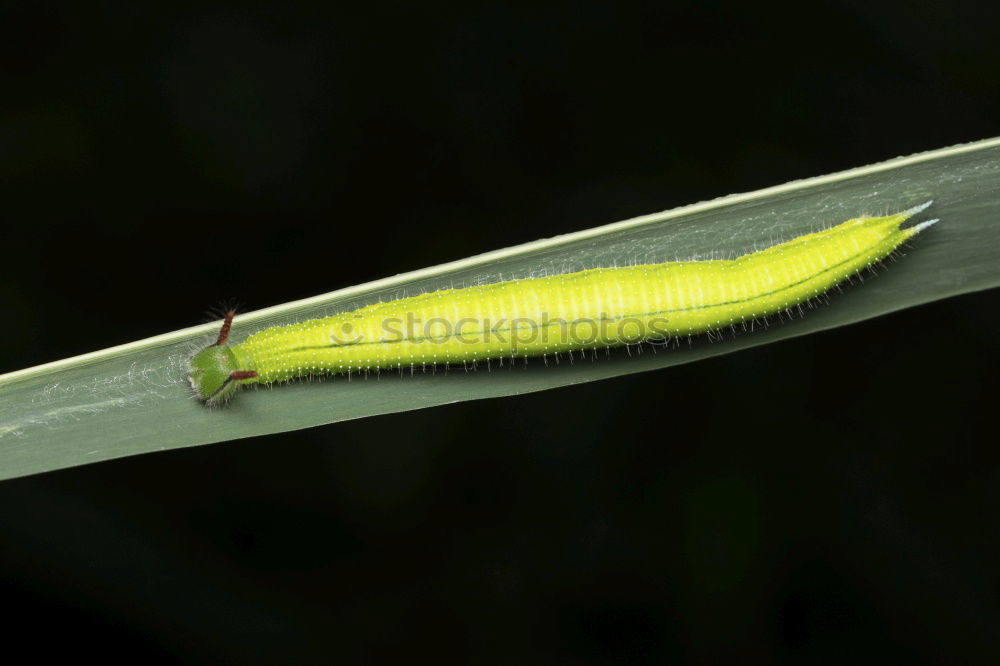 Similar – Raupe der Pyramideneule ( Amphipyra pyramidea )