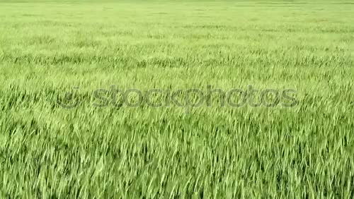 Similar – Image, Stock Photo Small Field Cornfield