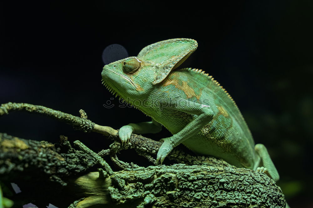 Similar – Foto Bild Chamaeleo calyptratus