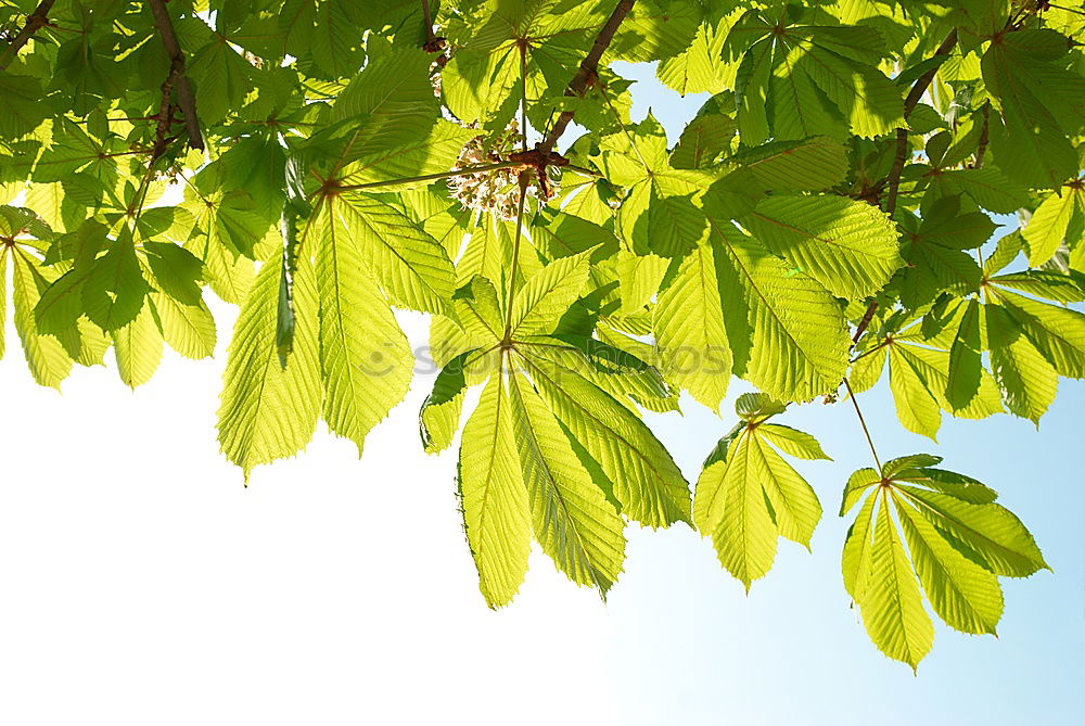 Similar – Image, Stock Photo chestnut tree I Nature