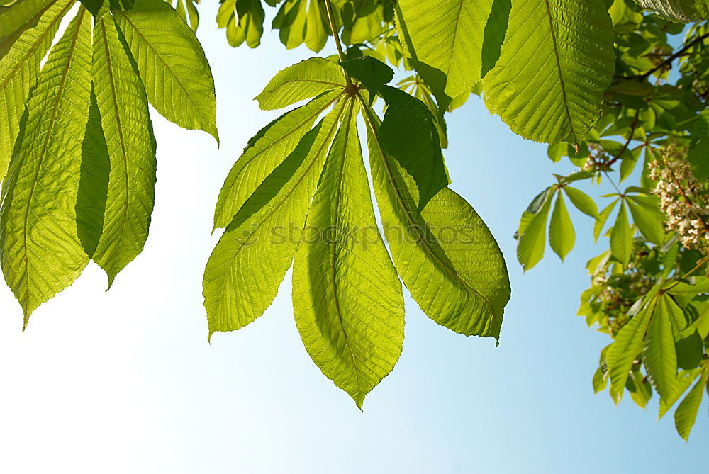 Similar – Foto Bild Frühlingsblüten Blüte