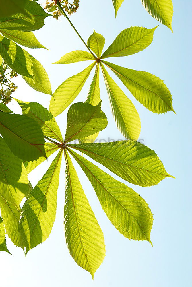 Similar – Image, Stock Photo Excessive Spring V Leaf