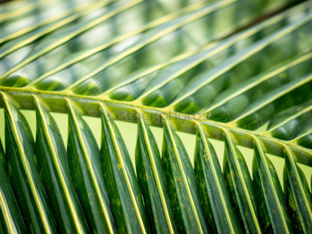 Similar – palm fronds Palm tree