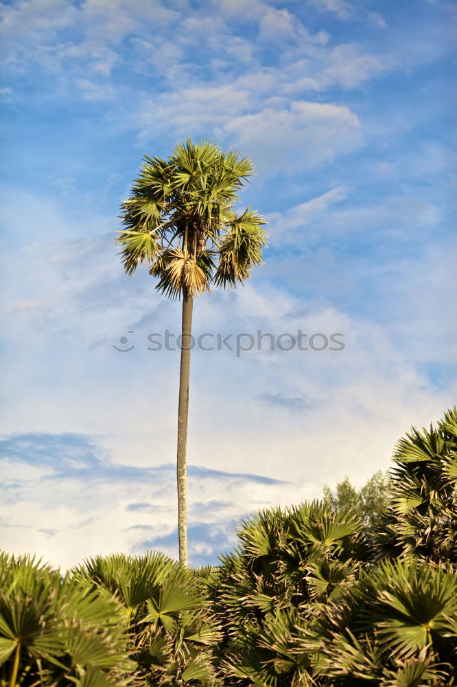 Similar – Image, Stock Photo Landscape of tropical dessert