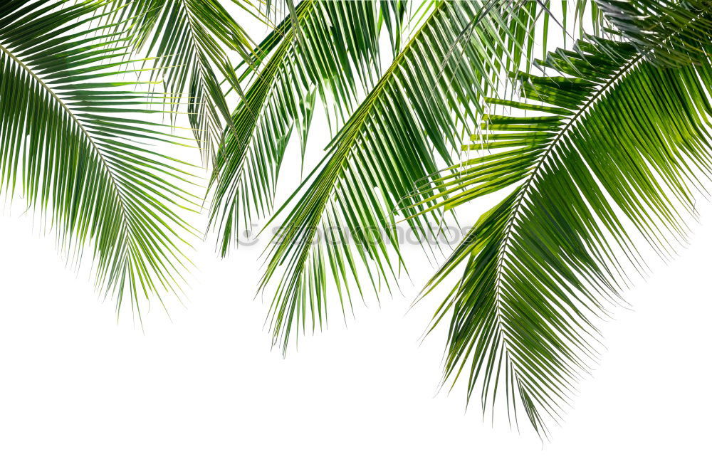 Similar – Image, Stock Photo Palm leaves in front of bright wall