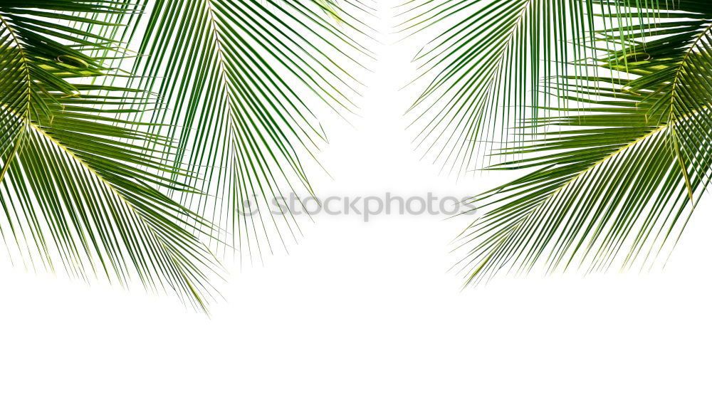 Similar – Image, Stock Photo Bali Palm Cloudless sky