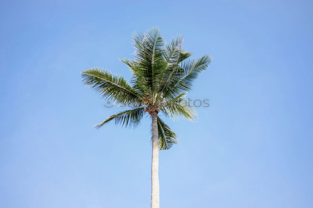 Similar – Image, Stock Photo New Eco Palm tree Clouds