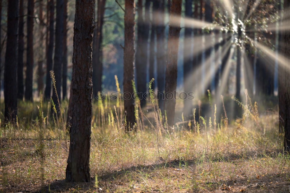 Foto Bild Lichtschneise Wald Winter