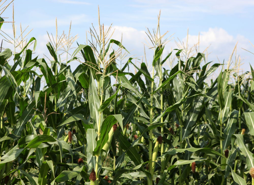 Similar – Image, Stock Photo maize field Maize field