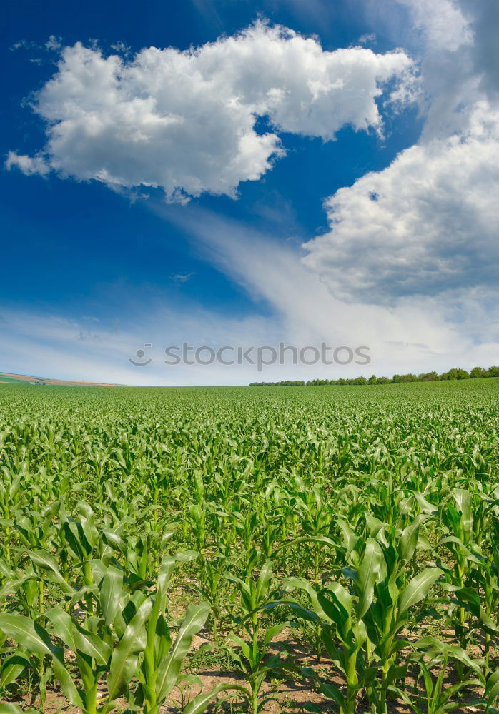 Similar – cornucopia Nature Sky