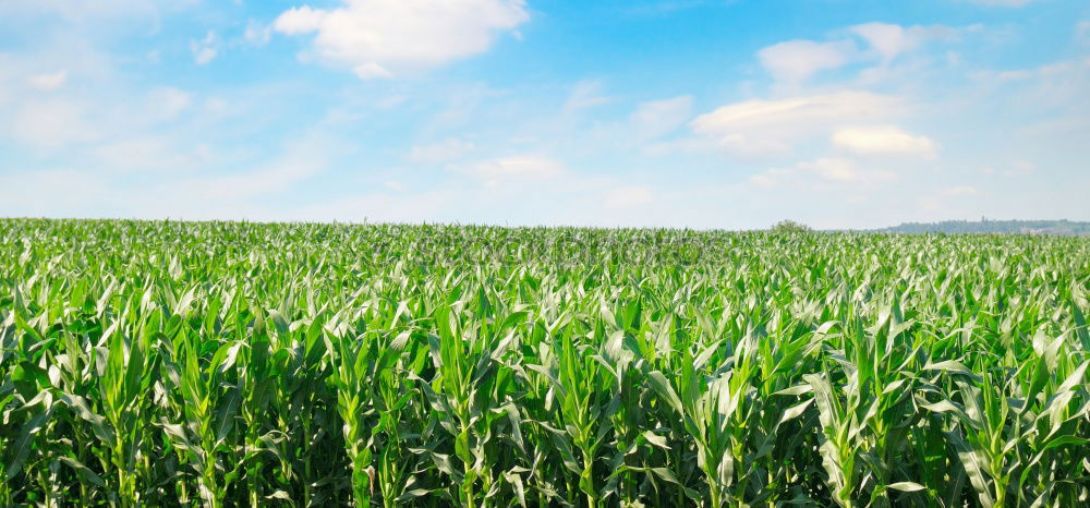 Similar – Image, Stock Photo Corn field in the summer