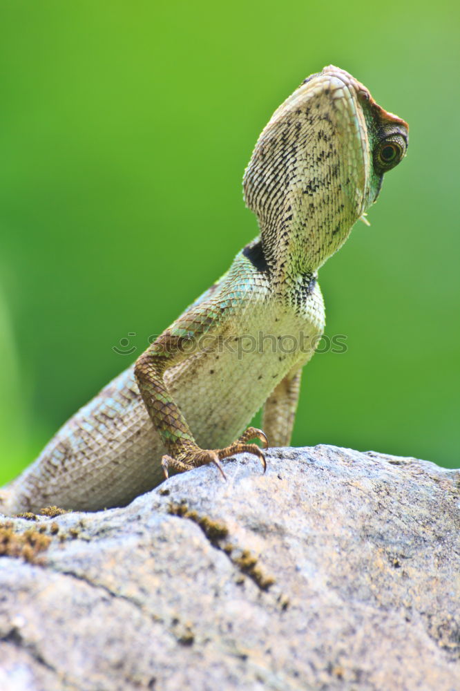Similar – Image, Stock Photo Lizard of all colors on a trunk in a garden