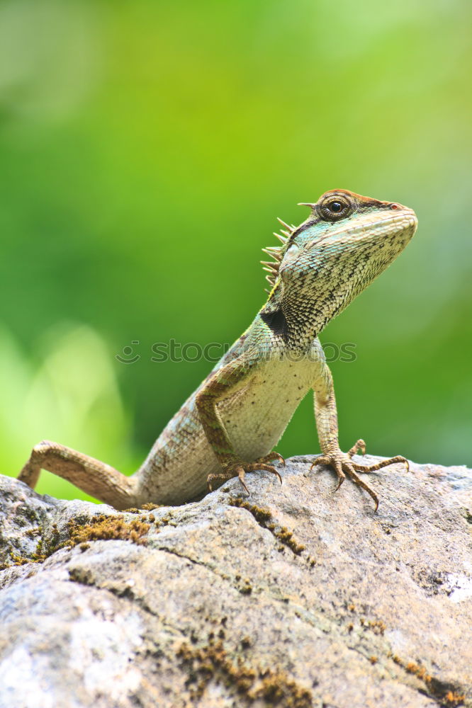 Similar – Image, Stock Photo wall lizard on a trunk 1