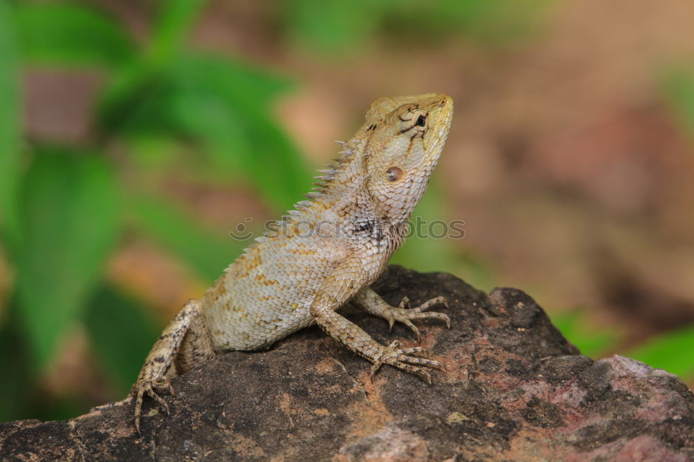 Similar – Anole Lizard Profile with Dewlap Extended Glowing in Sunlight