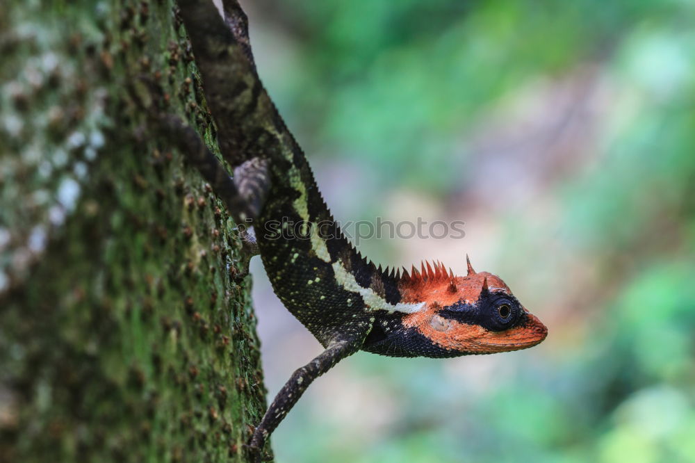 Similar – squirrel on moss catching