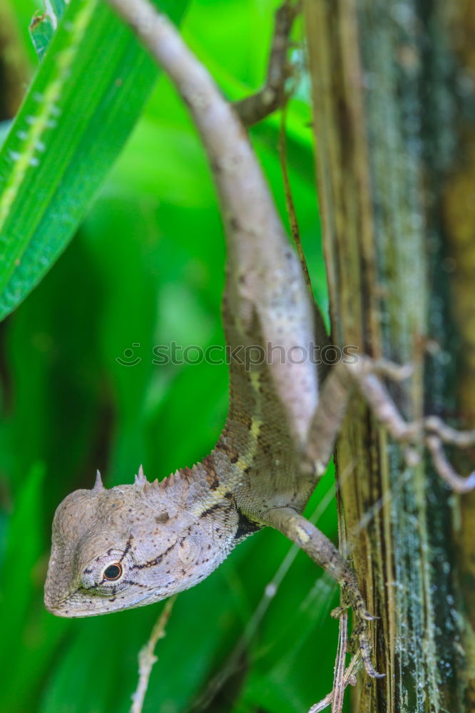 Similar – Image, Stock Photo chameleon. Zoo 1 Animal