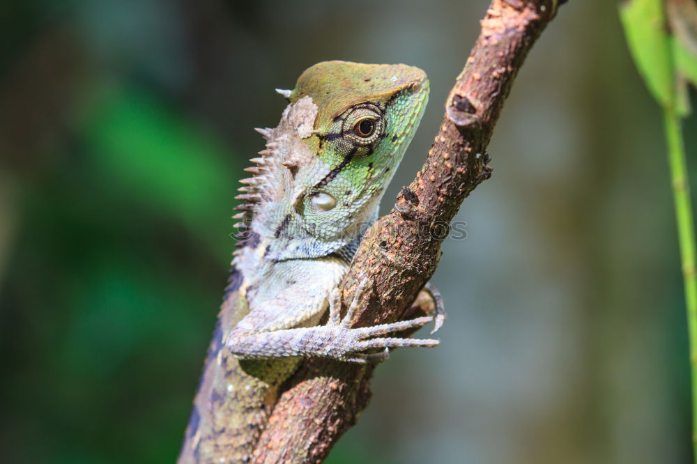 Similar – Image, Stock Photo Close up portrait of green iguana resting on rocks