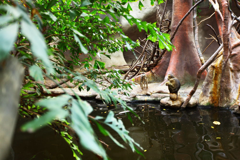 Similar – plant world Plant Forest