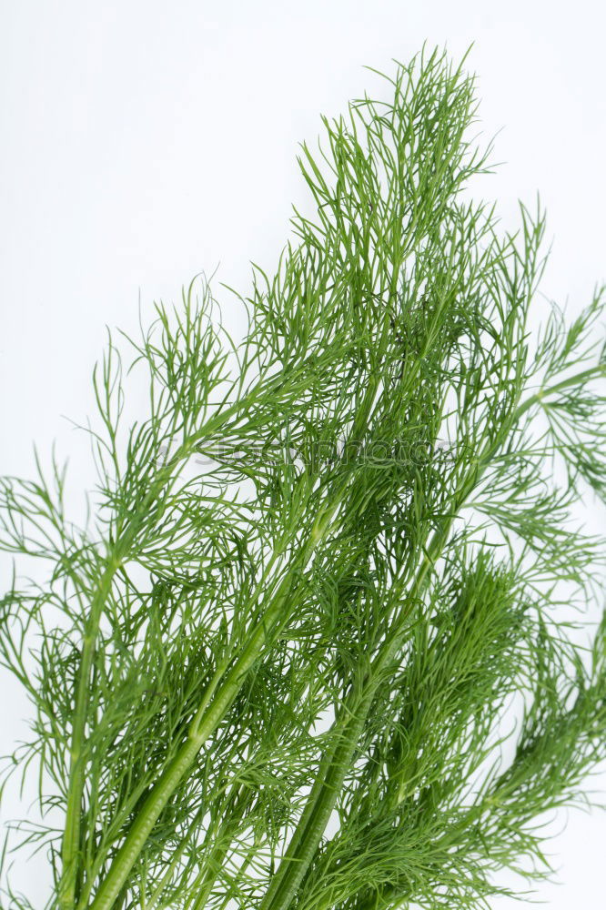 Similar – rosemary Food