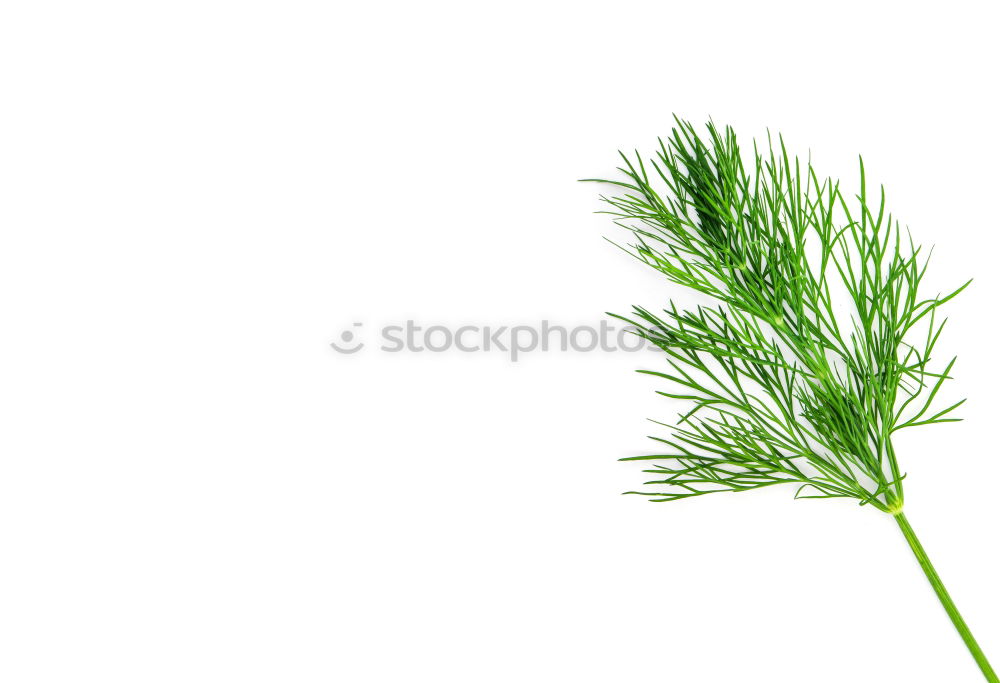 Similar – Image, Stock Photo weeds Environment Nature