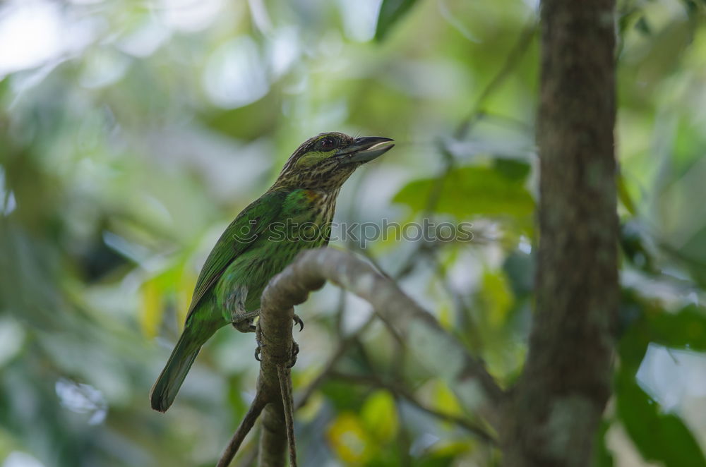 Similar – Image, Stock Photo Green Bee Eater