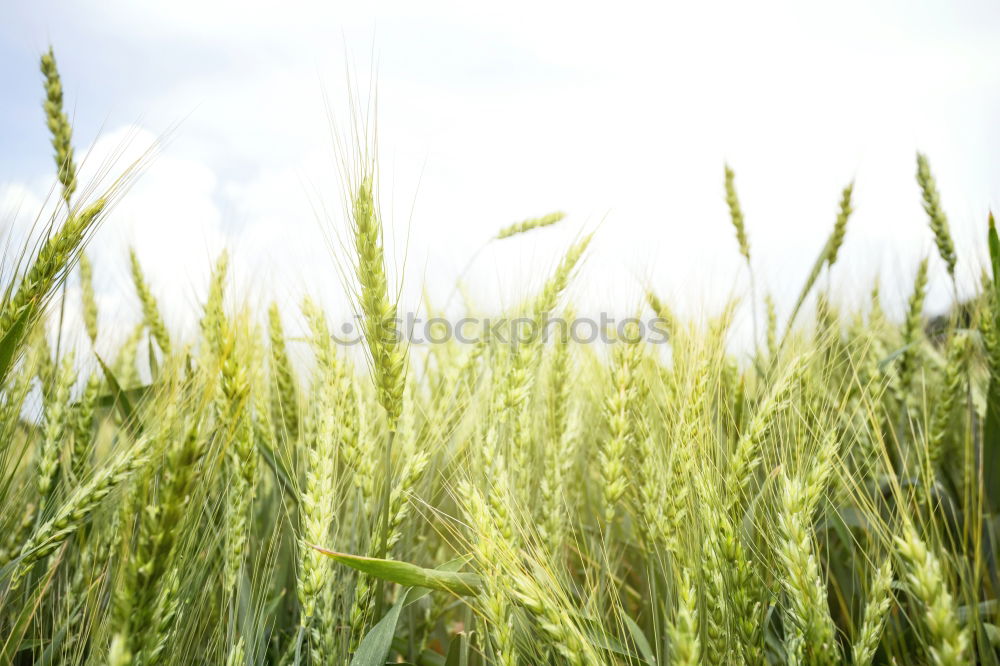 Similar – Image, Stock Photo unripe ears of wheat in a cornfield in front of a grey sky