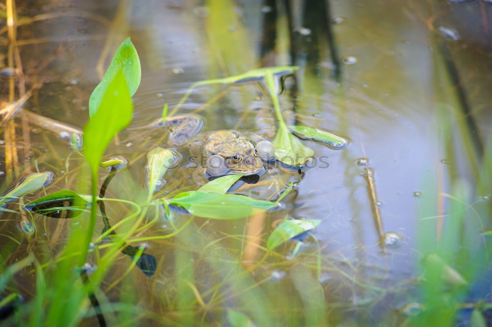 Similar – Image, Stock Photo turtle Nature Landscape