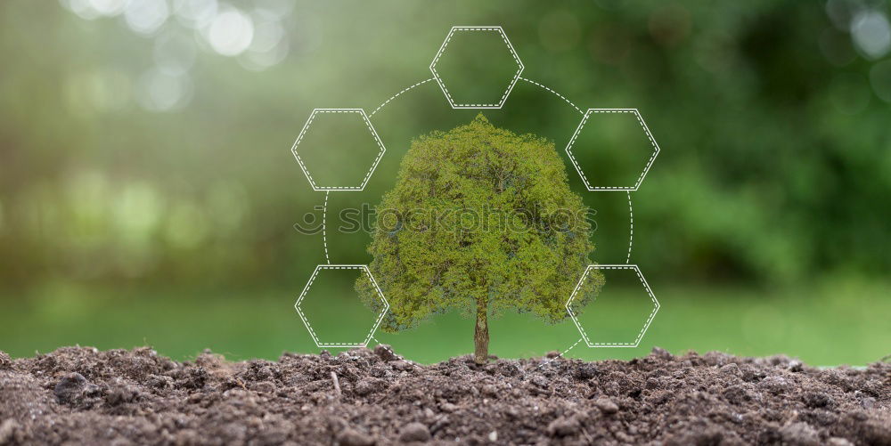 Similar – Image, Stock Photo Gertrude. Plant Esthetic