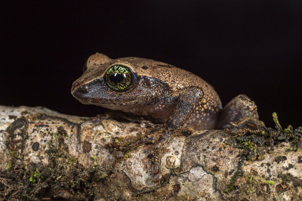 Similar – Image, Stock Photo frog Environment Nature