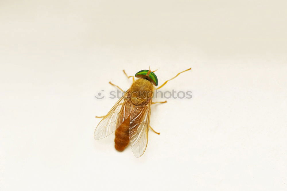 Similar – Image, Stock Photo Life in a drop of water (water flea)