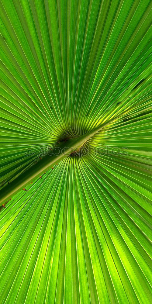 Similar – blasting star Plant Water