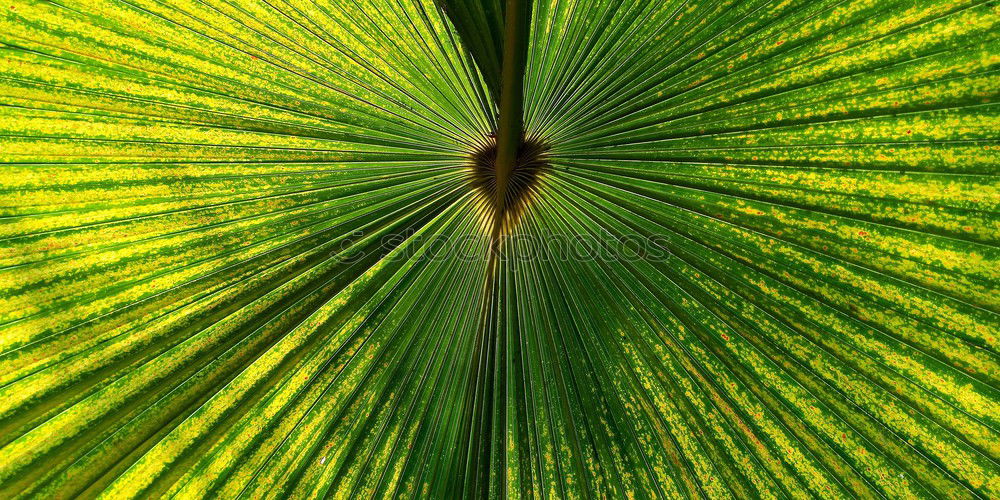 Similar – Image, Stock Photo balance Leaf Cleanliness