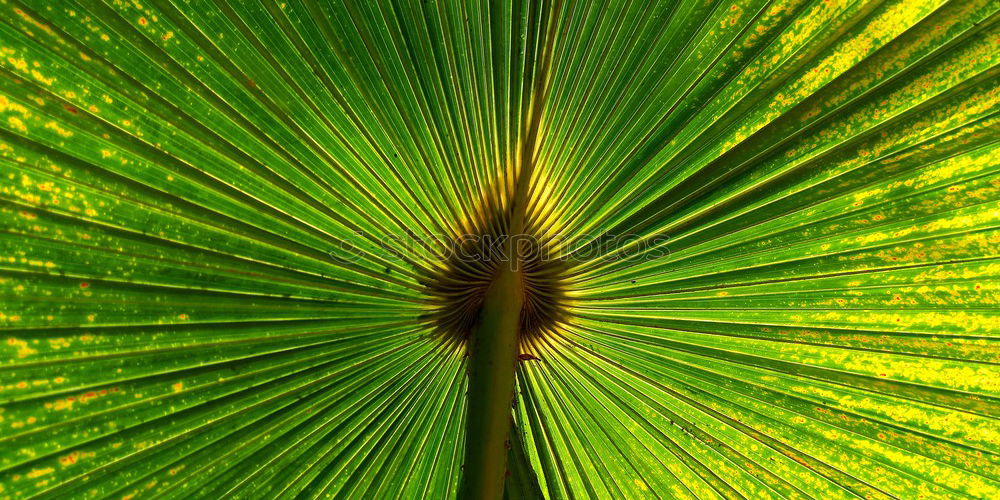 Similar – blasting star Plant Water