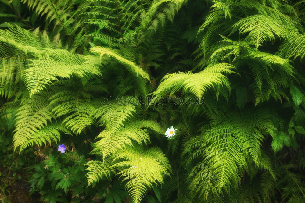 Similar – Fern Plants Pteridopsida