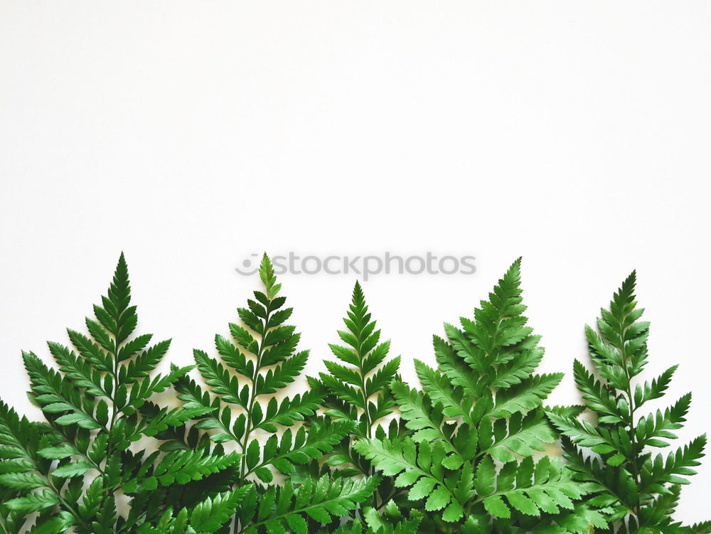 Similar – Image, Stock Photo Urtica Stinging nettle