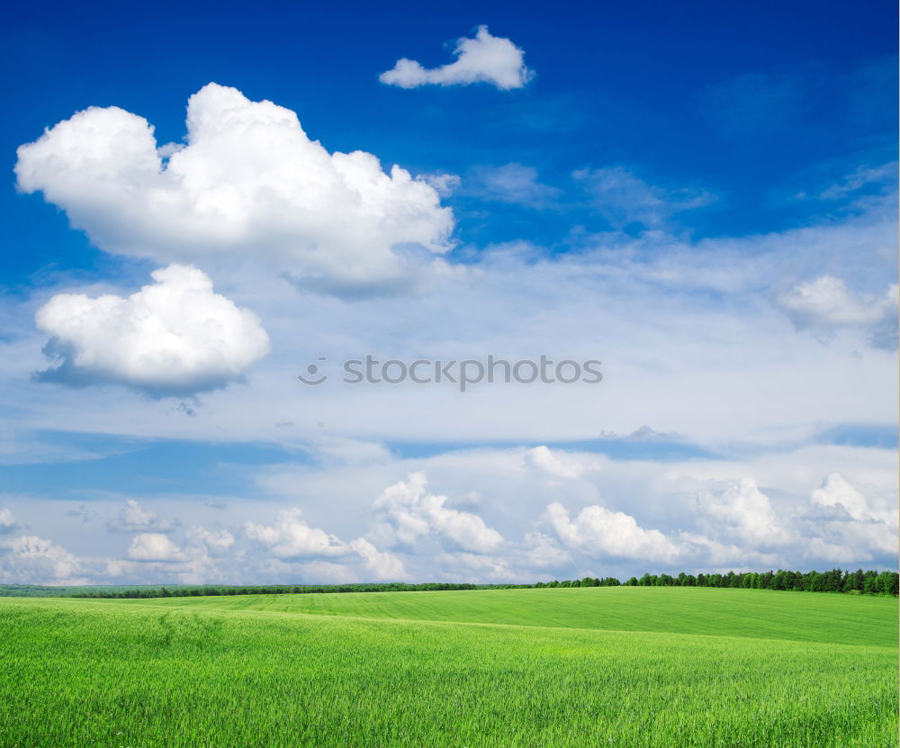 Similar – Image, Stock Photo Trees in rank and file