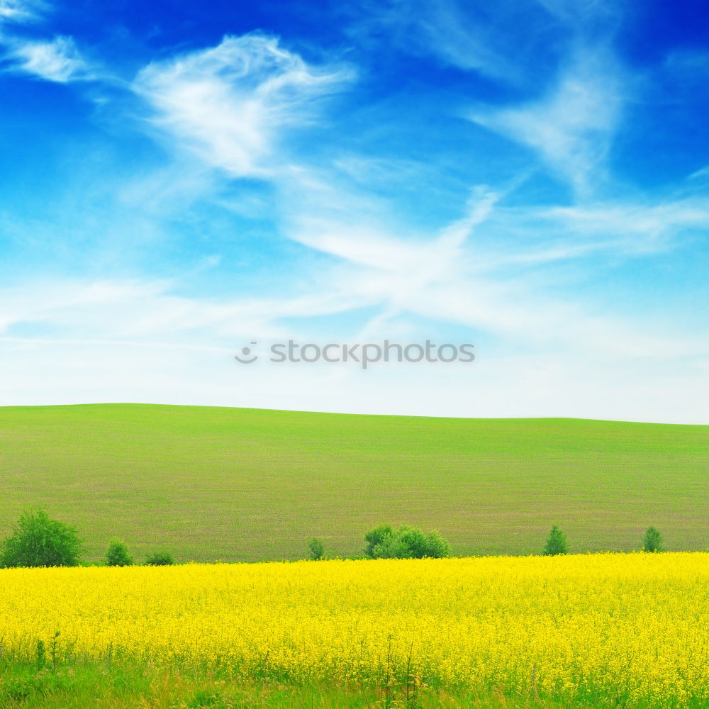 Similar – rapeseed body Canola field