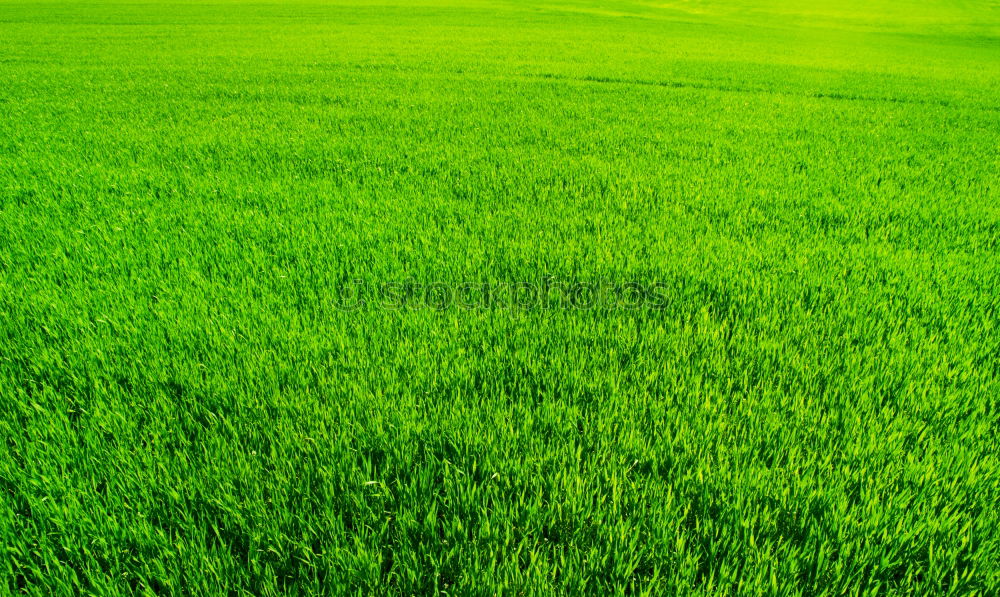 Similar – grünes Feld in der Landschaft