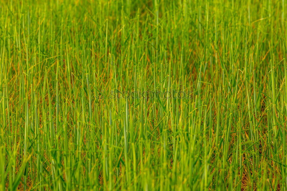 Similar – Image, Stock Photo Fruity meadow Green Meadow