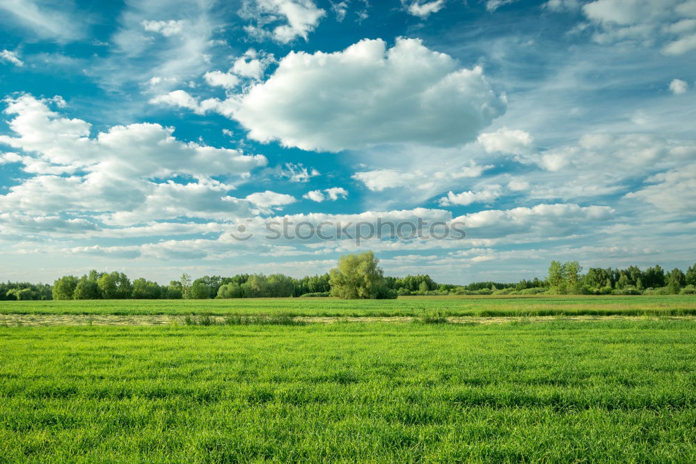 Similar – Foto Bild da sieht man den Wald vor lauter Bäumen nicht … hä?