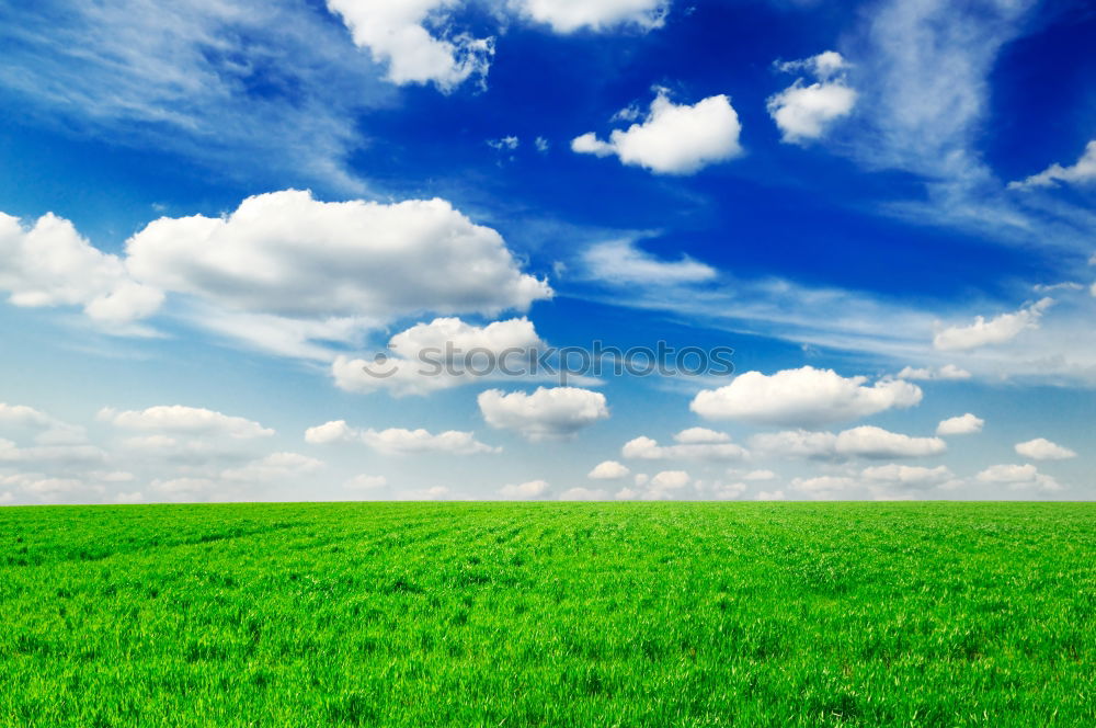 Similar – Image, Stock Photo Shoot, rap again. Canola