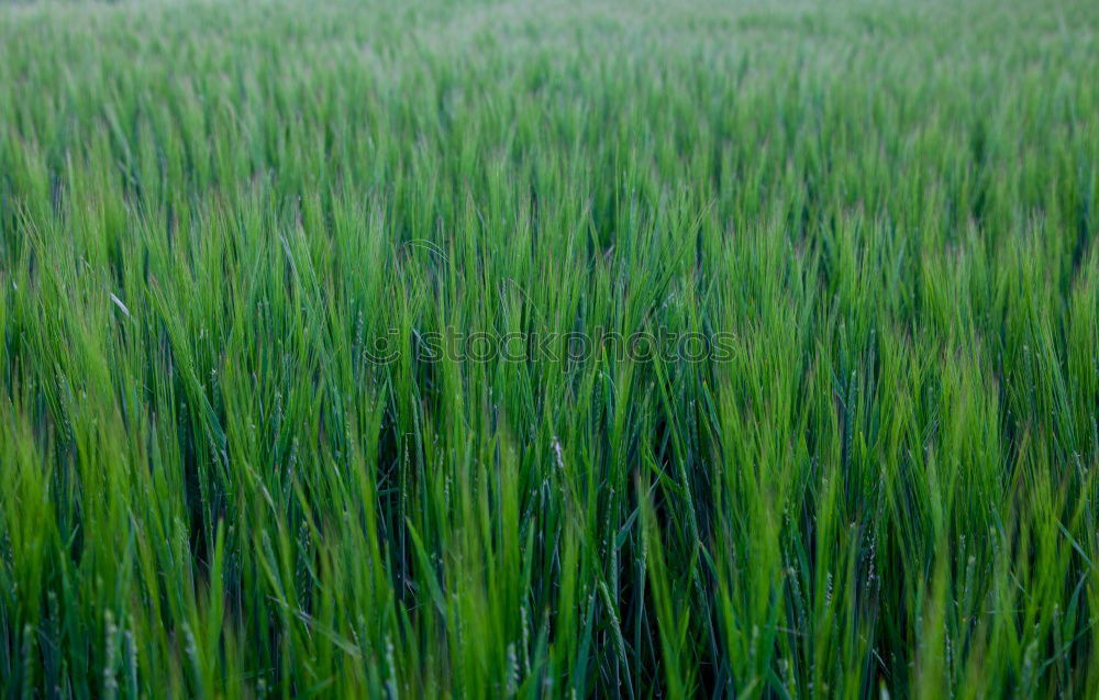 Similar – Image, Stock Photo cornfield Nature Animal