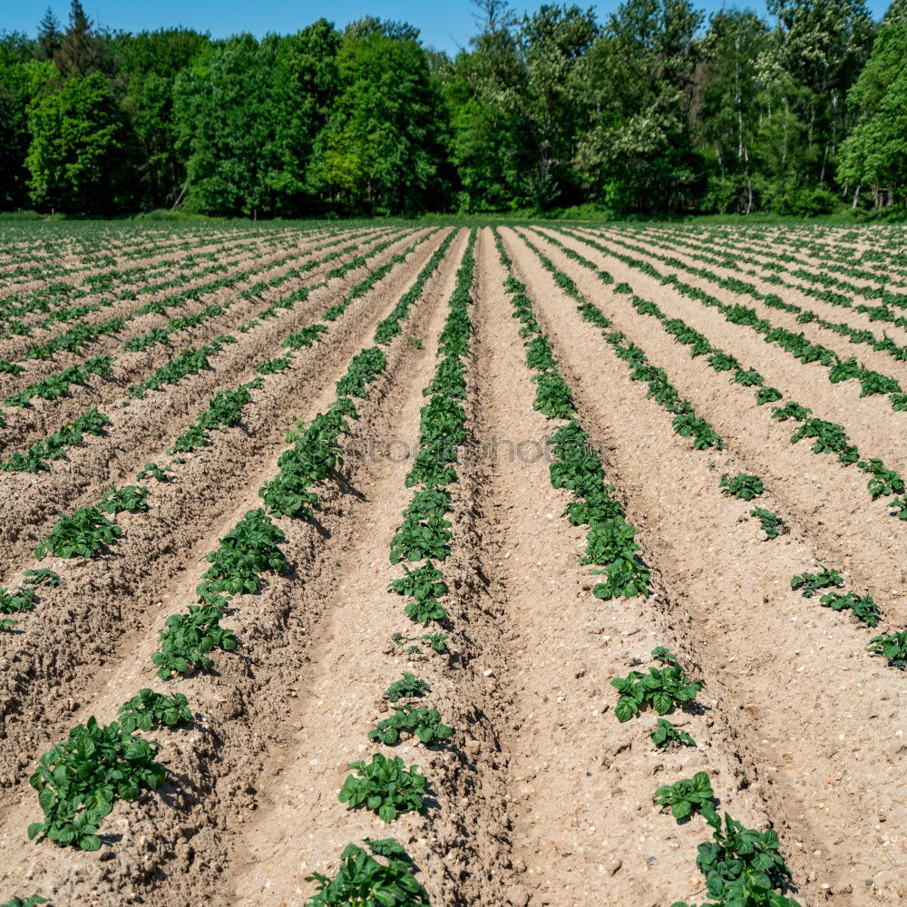 Similar – field-in-summer Field