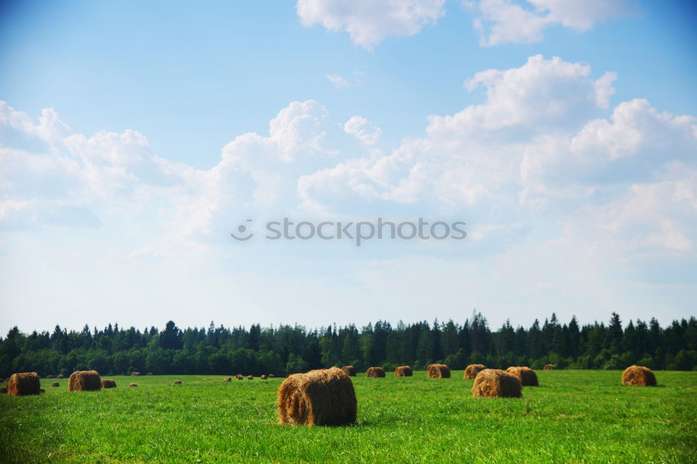 Similar – cow pasture Landscape Sky